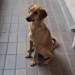 Mischling Sheldon, 04/2025, ca. 50 cm, 47441 Moers