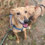 Podenco Shiloh, 11/2021, ca. 45 cm