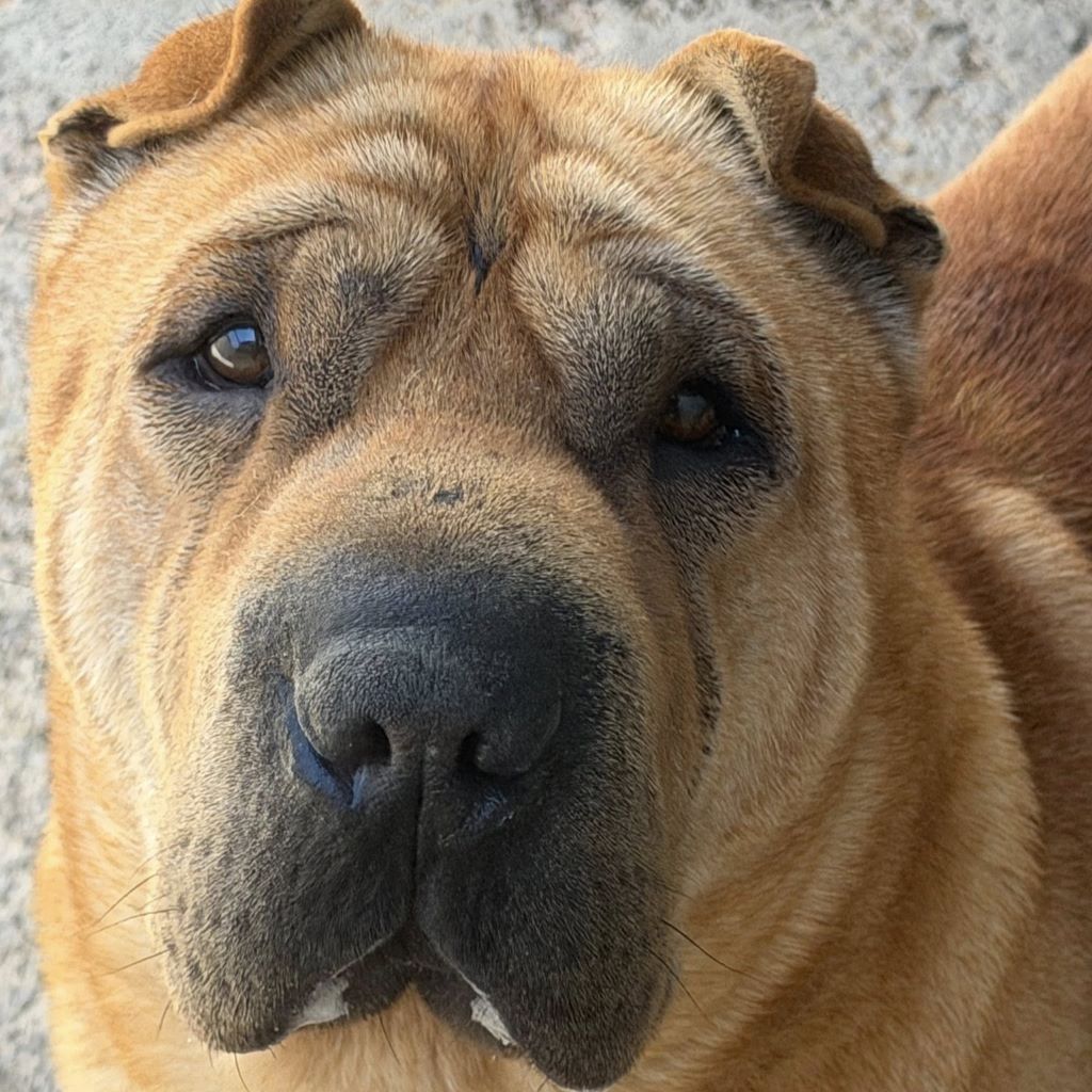 Shar Pei Simba, 04/2021, ca. 45 cm