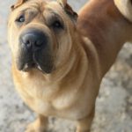 Shar Pei Simba, 04/2021, ca. 45 cm