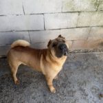 Shar Pei Simba, 04/2021, ca. 45 cm