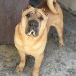 Shar Pei Simba, 04/2021, ca. 45 cm