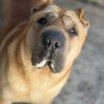 Shar Pei Simba, 04/2021, ca. 45 cm