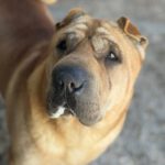 Shar Pei Simba, 04/2021, ca. 45 cm