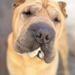 Shar Pei Simba, 04/2021, ca. 45 cm