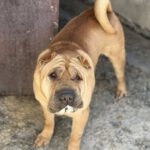 Shar Pei Simba, 04/2021, ca. 45 cm