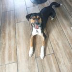 Mischling Socke, 10/2022, ca. 55 cm, 24626 Groß Kummerfeld