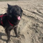 Schäferhund-Mischling Sombra, 03/2020, 53 cm