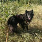 Schäferhund-Mischling Sombra, 03/2020, 53 cm