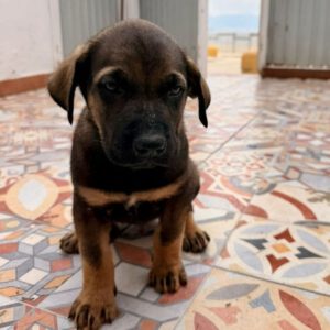 Mastin Mischling Steve, 01/2026, Endgröße ca. 60- 70 cm