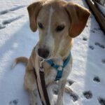 Mischling Sunny, 05/2025, Endgröße ca. 45 cm, 83703 Gmund