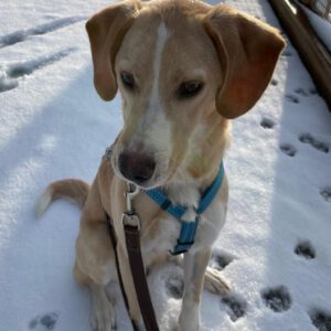 Mischling Sunny, 05/2025, Endgröße ca. 45 cm, 83703 Gmund