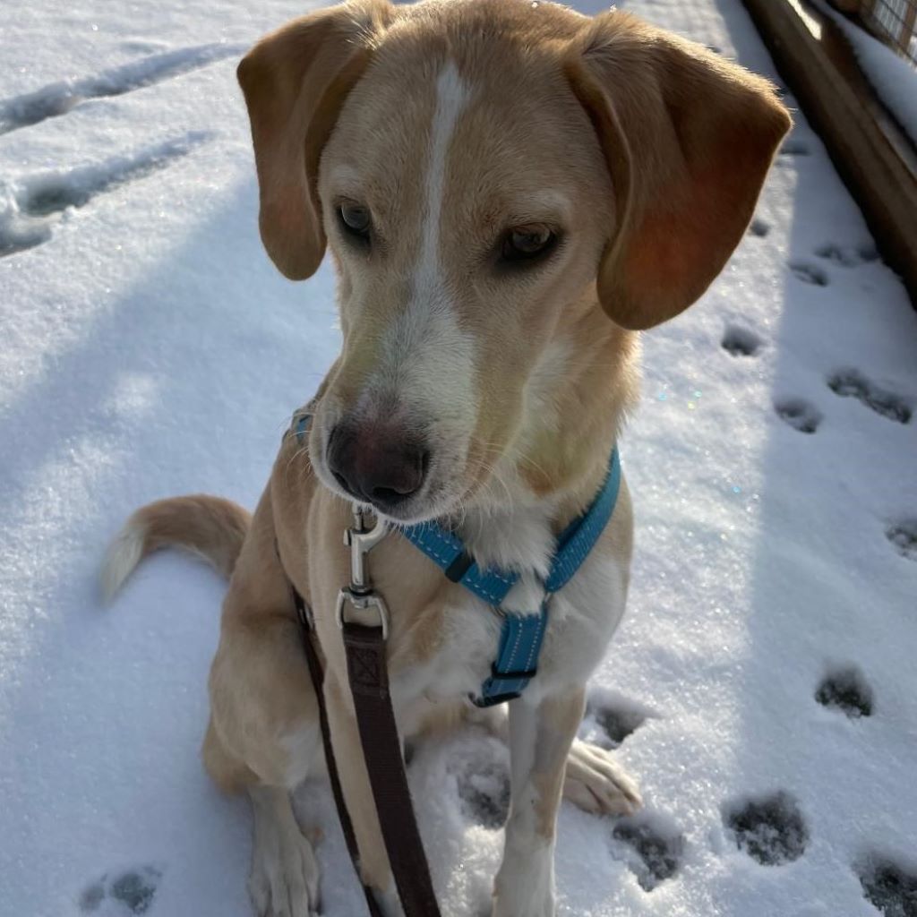 Mischling Sunny, 05/2025, Endgröße ca. 45 cm, 83703 Gmund