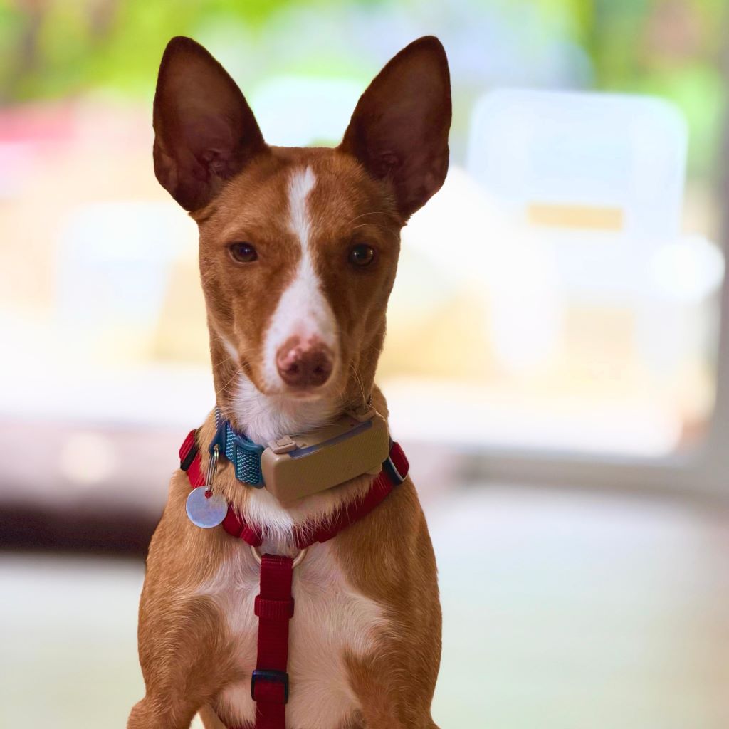 Podenco Sven,12/2024, ca. 43 cm,21337 Lüneburg