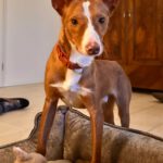 Podenco Sven,12/2024, ca. 43 cm,21337 Lüneburg