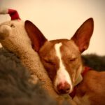 Podenco Sven,12/2024, ca. 43 cm,21337 Lüneburg