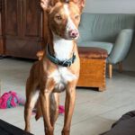 Podenco Sven,12/2024, ca. 43 cm,21337 Lüneburg