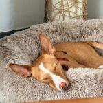 Podenco Sven,12/2024, ca. 43 cm,21337 Lüneburg