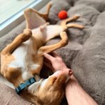 Podenco Sven,12/2024, ca. 43 cm,21337 Lüneburg