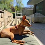 Podenco Sven,12/2024, ca. 43 cm,21337 Lüneburg