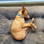 Podenco Sven,12/2024, ca. 43 cm,21337 Lüneburg