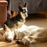 Podenco Tacha, 08/2014, ca. 45 cm, 22589 Hamburg