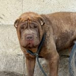 Shar Pei Taipei, 08/2024, ca. 45 cm