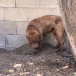 Shar Pei Taipei, 08/2024, ca. 45 cm