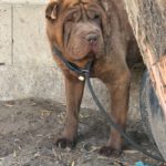 Shar Pei Taipei, 08/2024, ca. 45 cm