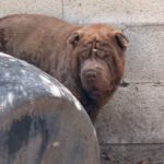 Shar Pei Taipei, 08/2024, ca. 45 cm