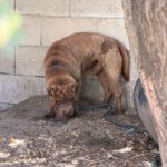 Shar Pei Taipei, 08/2024, ca. 45 cm