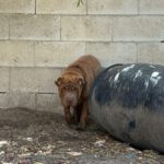 Shar Pei Taipei, 08/2024, ca. 45 cm