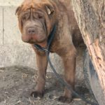 Shar Pei Taipei, 08/2024, ca. 45 cm