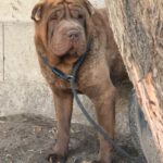 Shar Pei Taipei, 08/2024, ca. 45 cm