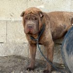 Shar Pei Taipei, 08/2024, ca. 45 cm