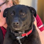 Mischling Tara, 04/2020, ca. 52 cm