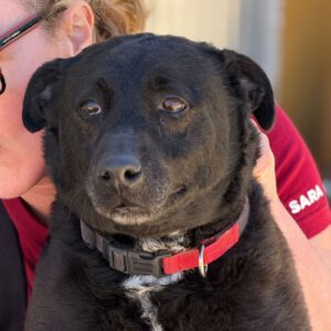 Mischling Tara, 04/2020, ca. 52 cm