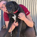 Mischling Tara, 04/2020, ca. 52 cm