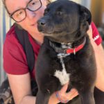 Mischling Tara, 04/2020, ca. 52 cm