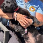 Mischling Tara, 04/2020, ca. 52 cm