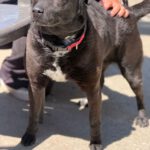 Mischling Tara, 04/2020, ca. 52 cm