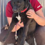 Mischling Tara, 04/2020, ca. 52 cm