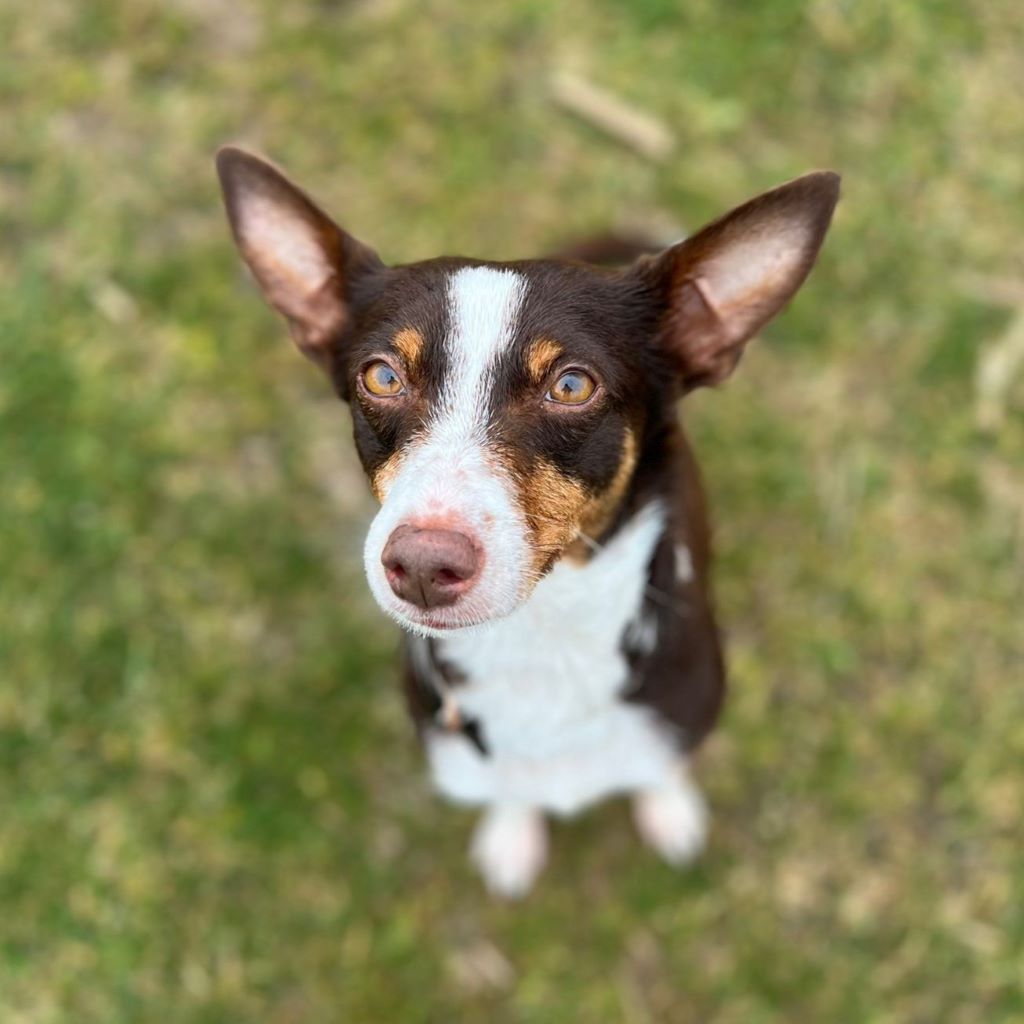 Mischling Tatiana, 11/2019, ca. 45 cm, 23569 Lübeck