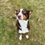 Mischling Tatiana, 11/2019, ca. 45 cm, 23569 Lübeck