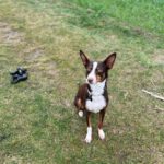 Mischling Tatiana, 11/2019, ca. 45 cm, 23569 Lübeck