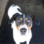 Bodeguero Mischling Tesoro, 02/2024, ca. 45 cm