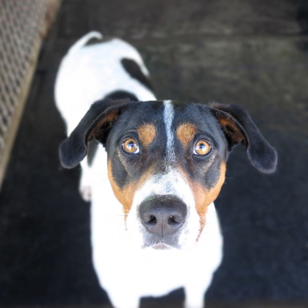 Bodeguero Mischling Tesoro, 02/2024, ca. 45 cm