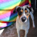 Bodeguero Mischling Tesoro, 02/2024, ca. 45 cm