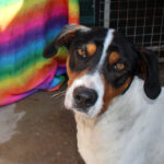 Bodeguero Mischling Tesoro, 02/2024, ca. 45 cm