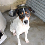 Bodeguero Mischling Tesoro, 02/2024, ca. 45 cm